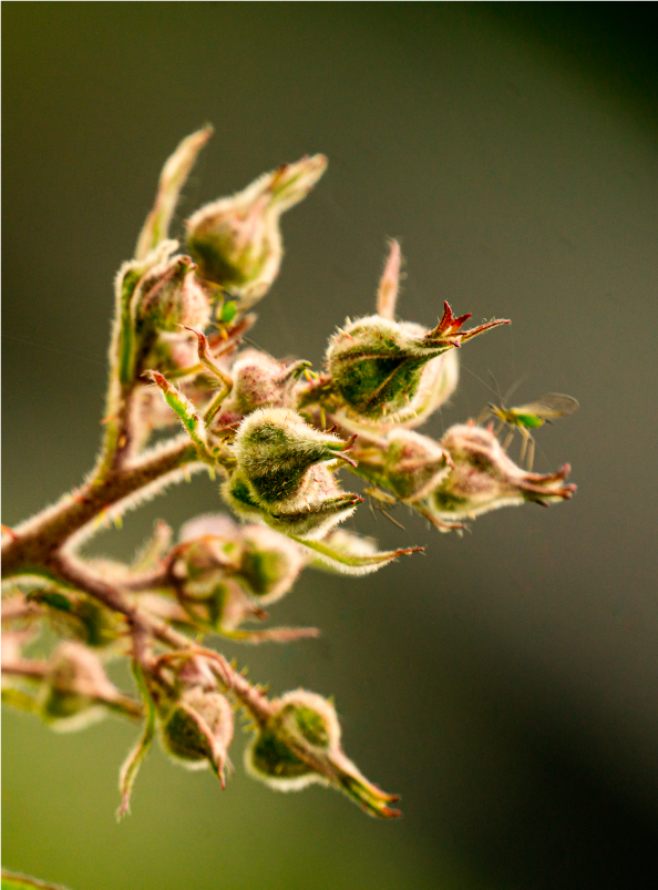 Ingredient Spotlight: How Ashwagandha Reduces Stress